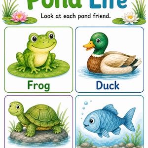 Pond Life Explorer | Pond Life Worksheets | Printable PDF | Digital Download image 3