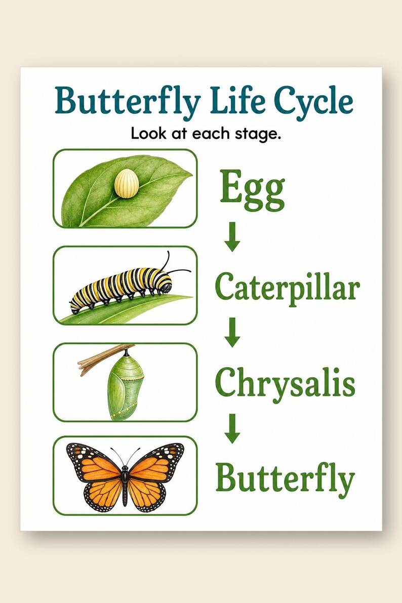 Schmetterling Gartenstufen | Schmetterling Lebenszyklus Arbeitsblatt | Druckbare PDF | Digitaler Download Bild 9