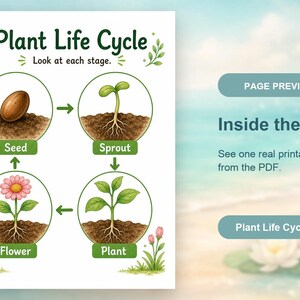 Levenscyclus van klein blad | Werkblad levenscyclus planten | Afdrukbare pdf | Digitale download afbeelding 10