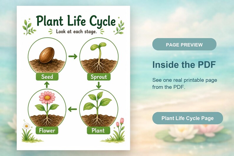 Levenscyclus van klein blad | Werkblad levenscyclus planten | Afdrukbare pdf | Digitale download afbeelding 10