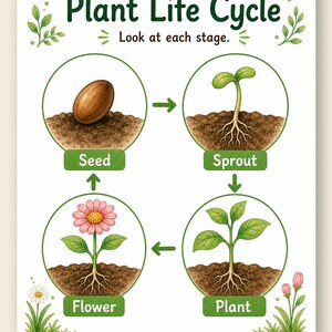 Levenscyclus van klein blad | Werkblad levenscyclus planten | Afdrukbare pdf | Digitale download afbeelding 9