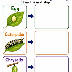 Schmetterling Gartenstufen | Schmetterling Lebenszyklus Arbeitsblatt | Druckbare PDF | Digitaler Download Bild 5