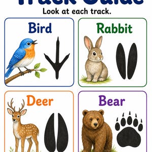 Animal Tracks Trail | Animal Tracks Worksheet | Printable PDF | Digital Download image 3