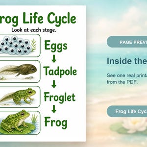 Frosch Teich Änderungen | Frosch Lebenszyklus Arbeitsblatt | Druckbare PDF | Digitaler Download Bild 10