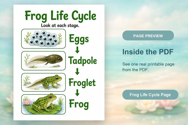 Frosch Teich Änderungen | Frosch Lebenszyklus Arbeitsblatt | Druckbare PDF | Digitaler Download Bild 10