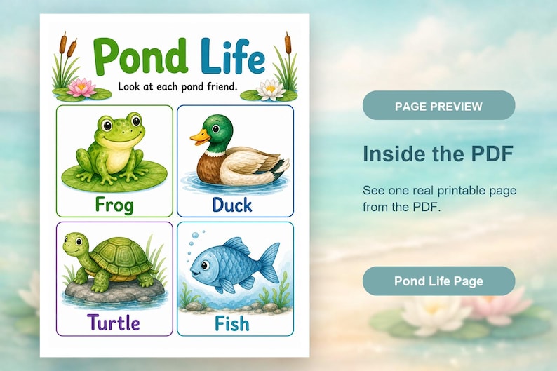 Pond Life Explorer | Pond Life Worksheets | Printable PDF | Digital Download image 10