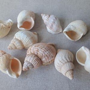 May include: A selection of seashells in cream, tan, and peach hues. The shells are of different sizes and shapes, including spiral and rounded forms. Some shells display visible ridges and textures.