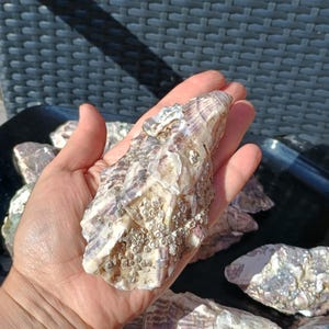 Peut inclure: Une main tenant une grande coquille d'huître texturée, avec un mélange de teintes blanches, grises et violettes. La coquille a une surface rugueuse avec de petits balanes. D'autres coquilles d'huîtres sont visibles en arrière-plan.