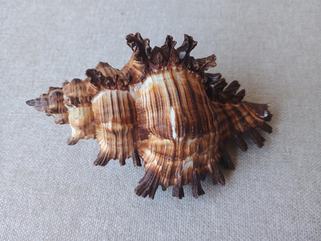 Spiky Concor Shell Natural Murex Sea Shell, Large Spiky Ocean Shell Decor, Coastal Beach ...