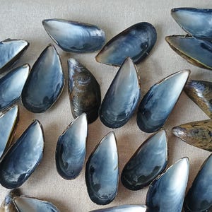 Könnte beinhalten: Draufsicht auf mehrere Muschelschalen. Die Schalen weisen eine Mischung aus Dunkelblau, Braun und schillerndem Silber auf. Die Schalen sind geöffnet und zeigen die perlglänzende Innenseite. Sie liegen auf einer neutralfarbenen Oberfläche.