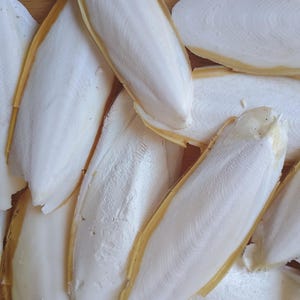 May include: Close-up of several white cuttlefish bones with a yellow-brown edge. The bones have a textured surface and are arranged in a pile. The image is well-lit, highlighting the details of the natural product.