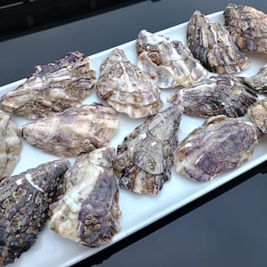 May include: A rectangular white platter filled with a dozen fresh oysters. The oyster shells are a mix of gray, brown, and purple hues, with textured surfaces. The oysters are arranged neatly, showcasing their natural shapes and colors.
