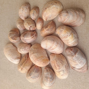 Könnte beinhalten: Eine Sammlung verschieden großer Muscheln in Beige- und Brauntönen. Die Muscheln haben eine glatte, strukturierte Oberfläche mit natürlichen Mustern. Die Anordnung ist verstreut und zeigt die Vielfalt der Formen und Größen.