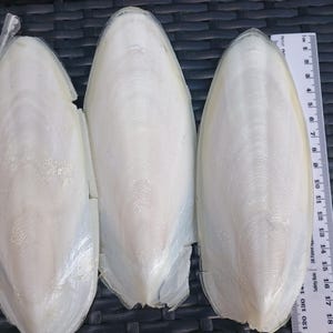 May include: Three white cuttlefish bones, with a ruler for scale. The bones are oval-shaped, with a textured surface and a light beige color. The ruler shows measurements in inches.