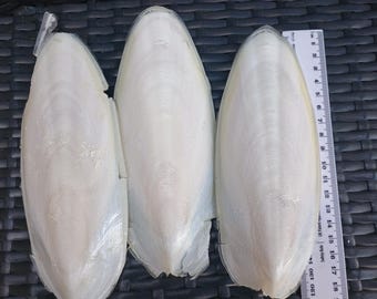 Grandi ossa di seppia (17-20 cm) – Calcio naturale per animali domestici e lavori creativi - Set da 5