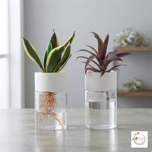 Può includere: Due vasi cilindrici in vetro trasparente con colletti bianchi opachi, contenenti ciascuno una pianta radicata in acqua. Il vaso a sinistra contiene una sansevieria variegata verde e gialla, quello a destra una pianta dalle foglie viola scuro.