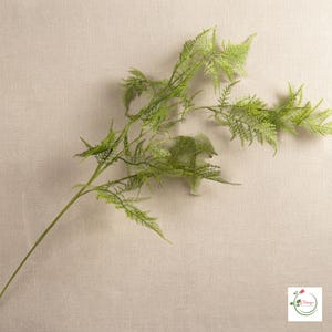 Evergreen branch displayed on a dining table