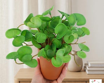 May include: A small artificial plant with numerous rounded, bright green leaves on thin stems, potted in a simple terracotta-coloured container. The plant features a dense, bushy appearance with foliage that has a smooth, matte texture.