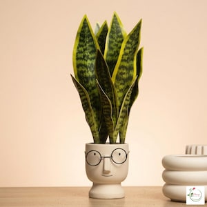 Peut inclure: Plante de serpent en pot en céramique blanche en forme de visage avec des lunettes. Les feuilles sont vertes et jaunes rayées. Le pot a un nez et une bouche souriante. Sur une surface en bois.