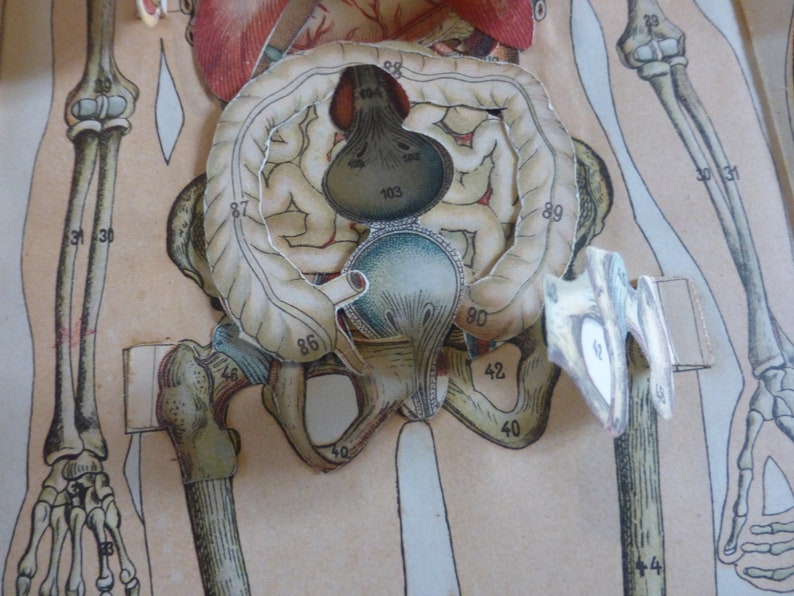 Download 2 Antique French Medical Anatomy Fold Out Dolls Diagrams ...