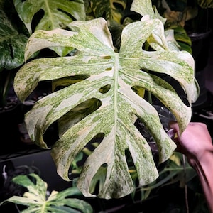 Monstera legacy - Etsy 日本