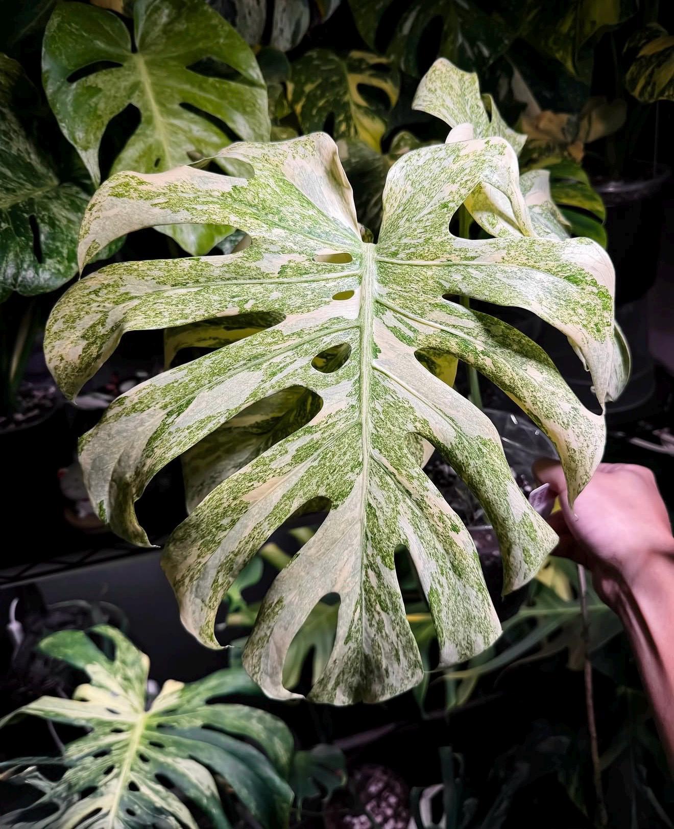 モンステラ観葉植物 - Etsy 日本