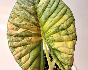 Alocasia Nebula Aurea Variegated Live Plant Bulbs Rare Houseplant [phytosanitary certificate]