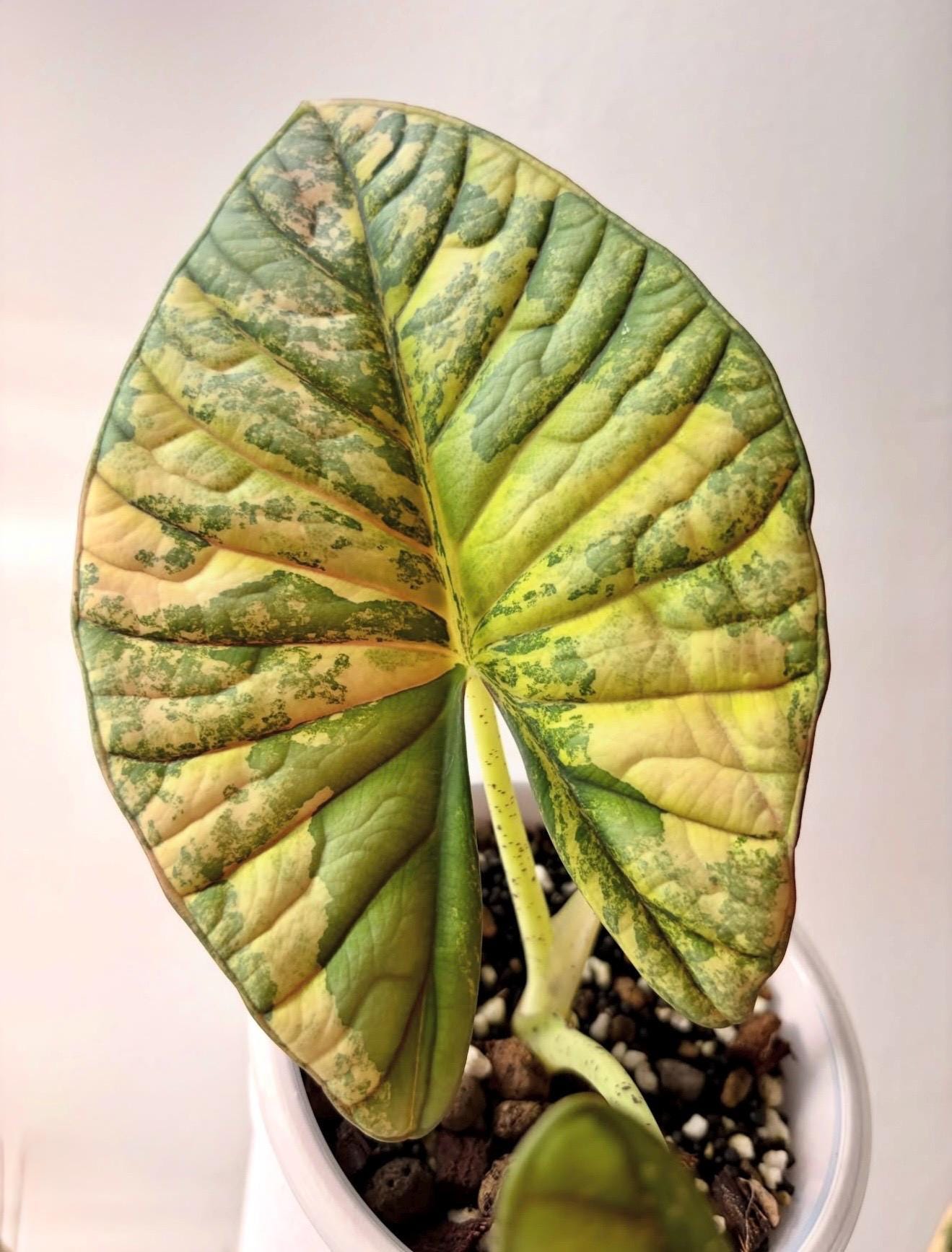 Alocasia nebula - Etsy 日本