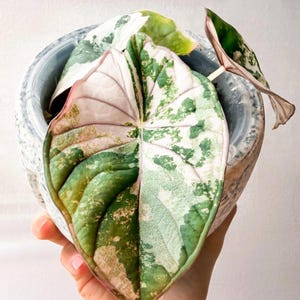 Alocasia melo albo - Etsy 日本
