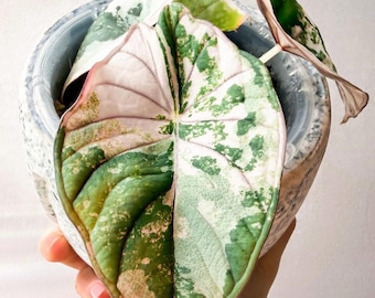 Alocasia Nebula Pink bunte Lebende Zimmerpflanze Zimmerpflanze [pflanzengesundheitlich bescheinigend]