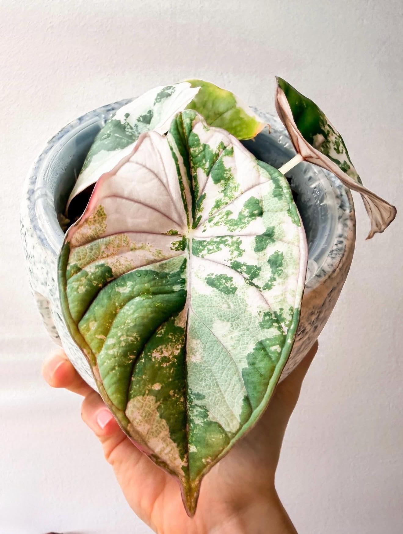 Rare indoor plant pink albo variegated monstera - Etsy sterreich