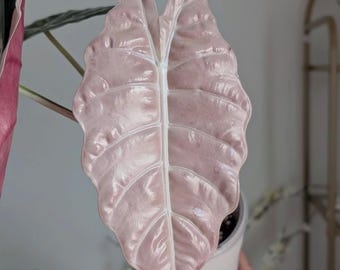 Alocasia Rosa Chantrieri Variegated Lebende Zimmerpflanze Zimmerpflanze [pflanzengesundheitliches Zertifikat]