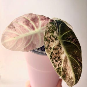 Variegated alocasia sanderiana - Etsy 日本