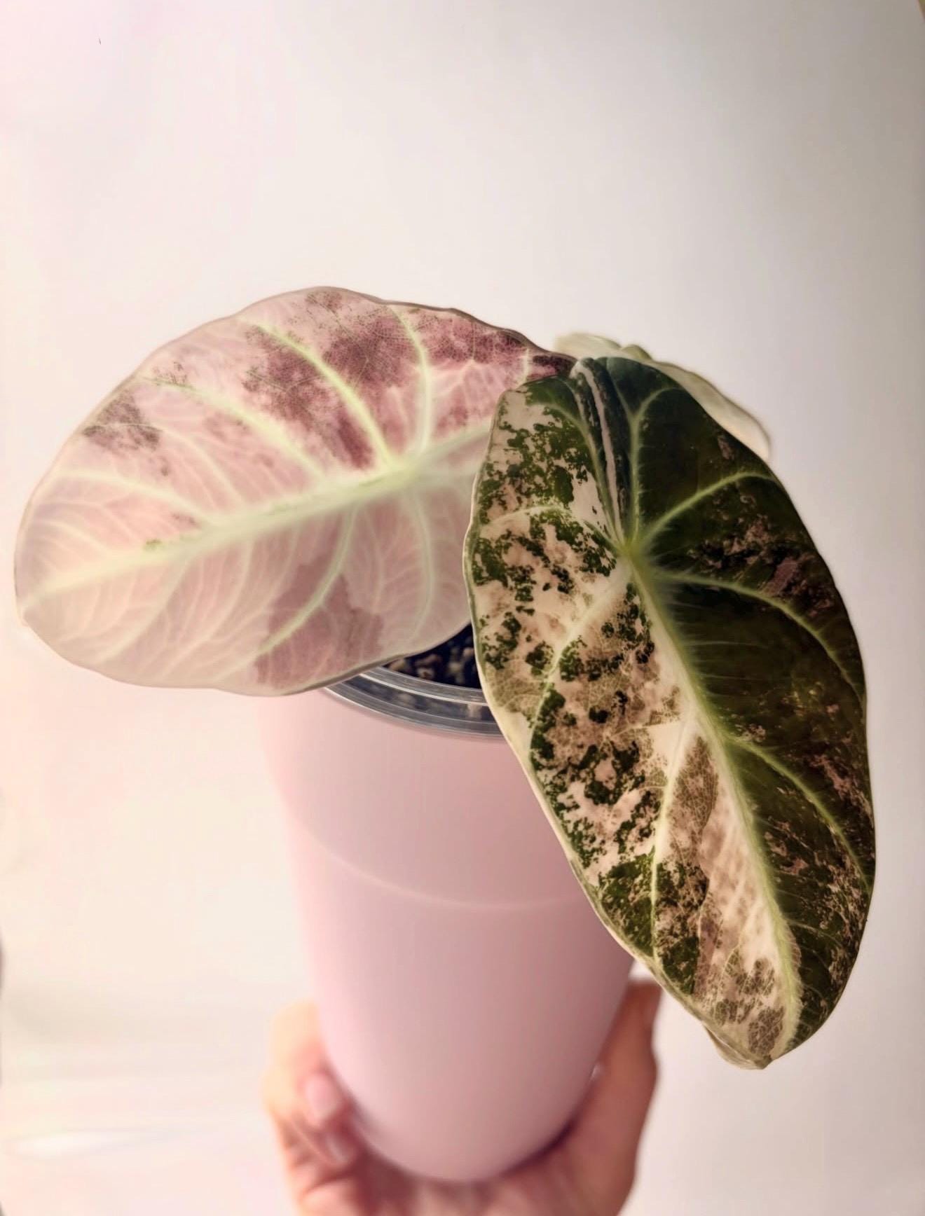 Alocasia variegated frydek - Etsy 日本