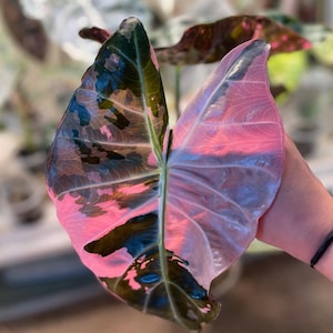 Variegated Pink Dragon Alocasia - Etsy