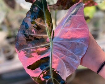 Alocasia Pink Dragon variierte Lebende Pflanze Zimmerpflanze Zimmerpflanze [pflanzengesundheitliches Zertifikat]