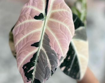 Alocasia Black Velvet Pink bunte Lebende Zimmerpflanze Zimmerpflanze [phytosanitäres Zertifikat]