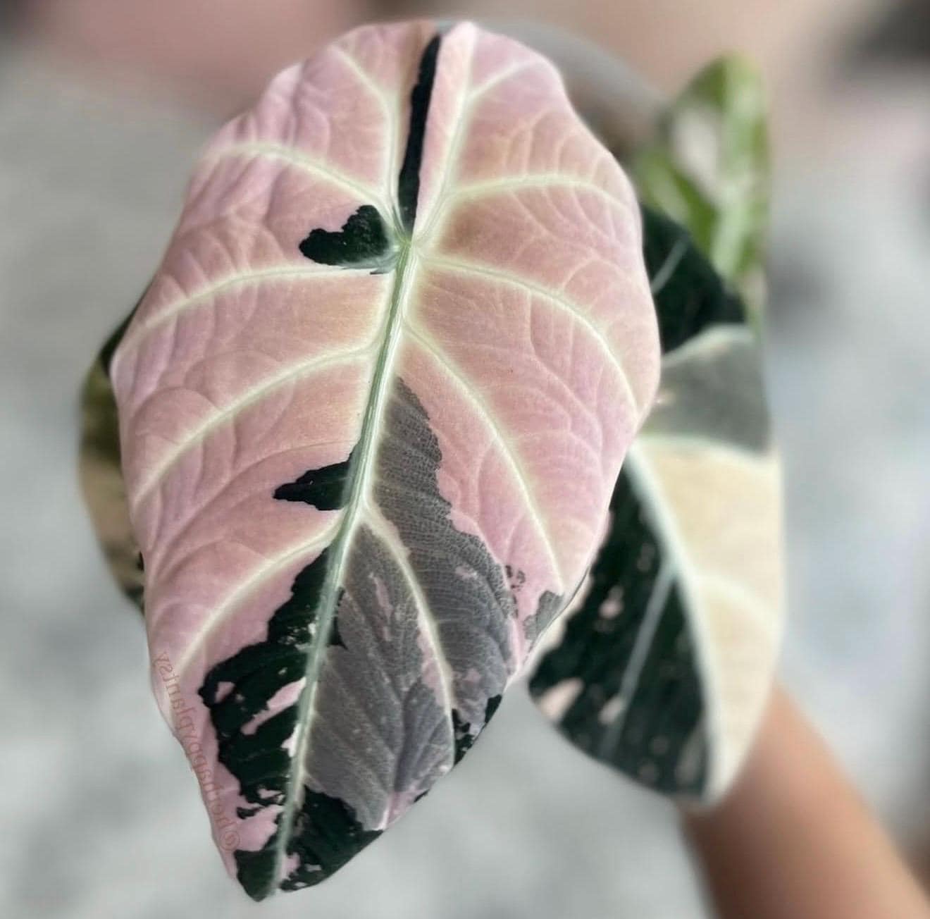 Alocasia melo albo - Etsy 日本