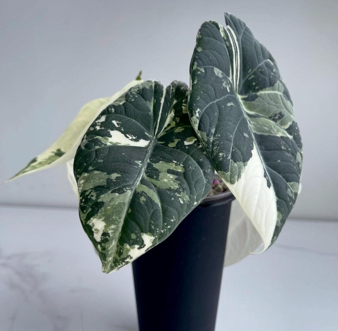 Variegated alocasia maharani - Etsy 日本