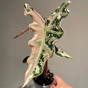Alocasia nobilis pink variegated - Etsy 日本