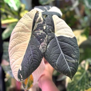 Variegated alocasia maharani - Etsy 日本