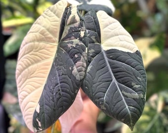 Bulbos de Alocasia Maharani Variegada, Planta Viva Rara para Interiores [certificado fitossanitário]
