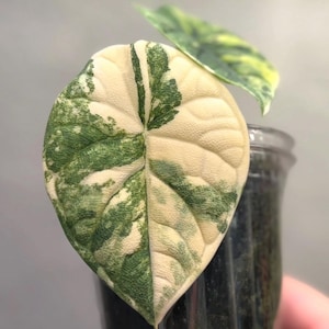 Op de afbeelding: Een bonte Alocasia-plantenblad met een uitgesproken hartvormige structuur en een getextureerd oppervlak. Het blad vertoont een opvallend patroon van crèmewitte en diepgroene vlekken, met duidelijk zichtbare nerven over het hele blad.