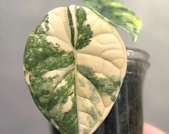 Alocasia Melo Variegated Lebende Pflanze Zimmerpflanze Zwiebel [pflanzengesundheitlich]