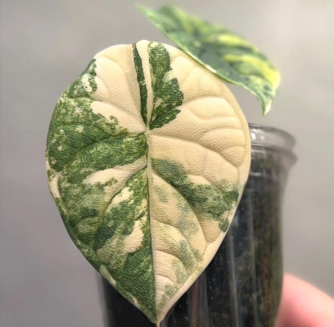 R*i様 アロカシア　メロ斑入りＴＣ　大きめ Variegated alocasia melo - Etsy 日本