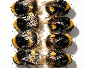 Real Bumblebee Queen Specimen Set | 1/5/10 Pieces | Suitable for research, artistic creation, resin model making and display Curiosity Gift