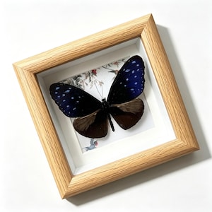 May include: A framed butterfly specimen. The butterfly has dark blue wings with white spots and brown lower wings. The frame is made of light-colored wood and has a white mat. The background features a floral print.