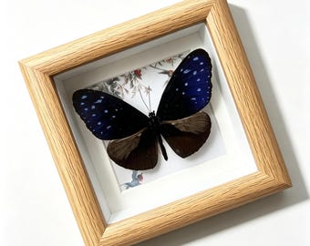 Ejemplar de mariposa enmarcado o marco de exhibición de 10 cm, caja de sombra de mariposa real, arte de pared de insectos, regalo de historia natural, decoración de curiosidades