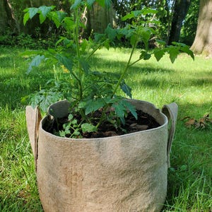 May include: A tomato plant with bright green leaves in a large, beige fabric pot. The pot has two handles and is placed on green grass, with a natural outdoor backdrop.