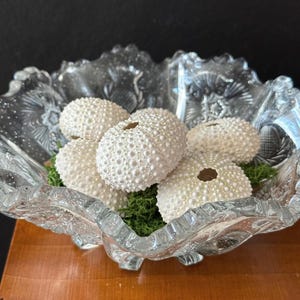 May include: A clear, decorative glass bowl filled with white sea urchin shells and green moss. The bowl has a scalloped edge and intricate embossed floral patterns. The sea urchins are round with textured surfaces.